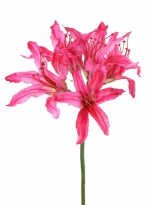 Nerine bowdenii  kliplelie 70 cm